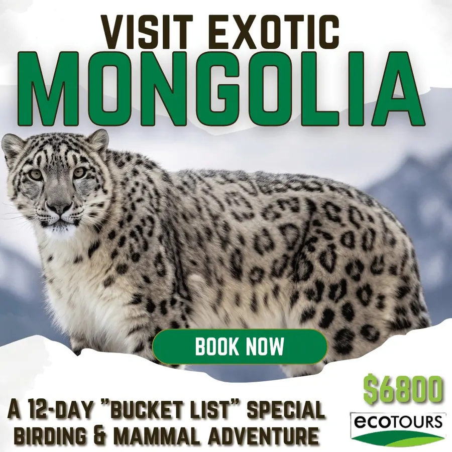 EcoTours. Visit exotic Mongolia.