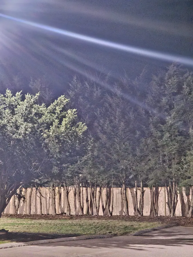 Treeline. In camera, I.