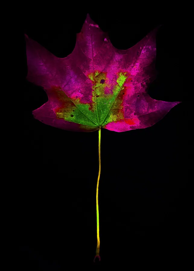 Still life. Maple, on black.